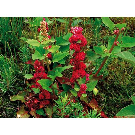 ÉPINARD FRAISE RED BERRIES (chenopodium virgatum)