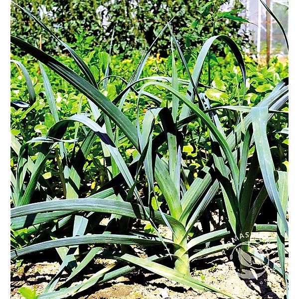 POIREAU VIVACE GREX BLEU-VERT