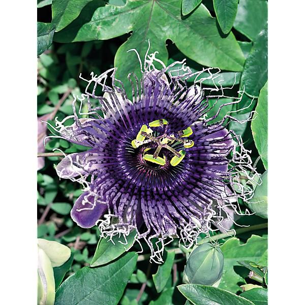 PASSIFLORE ou FLEUR de la PASSION edulis GOLDEN...