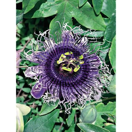 PASSIFLORE ou FLEUR de la PASSION edulis GOLDEN GIANT