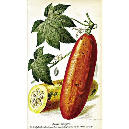 SICANA ODORIFERA ou CASSABANANA