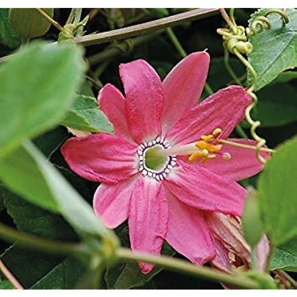 PASSIFLORE ou FLEUR de la PASSION edulis...