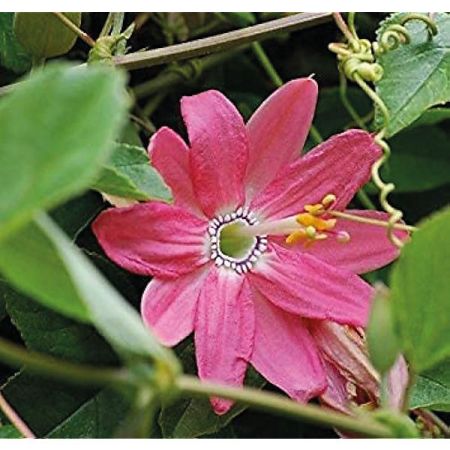 PASSIFLORE ou FLEUR de la PASSION edulis MOLLISSIMA