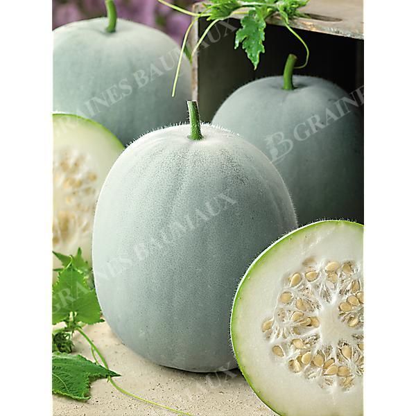 BENINCASA HISPIDA ou COURGE à la CIRE