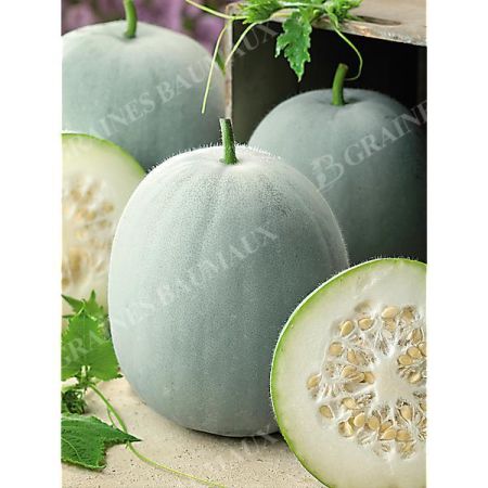 BENINCASA HISPIDA ou COURGE à la CIRE