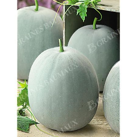BENINCASA HISPIDA ou COURGE à la CIRE