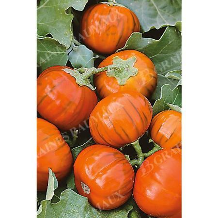 AUBERGINE TURQUE ORANGE