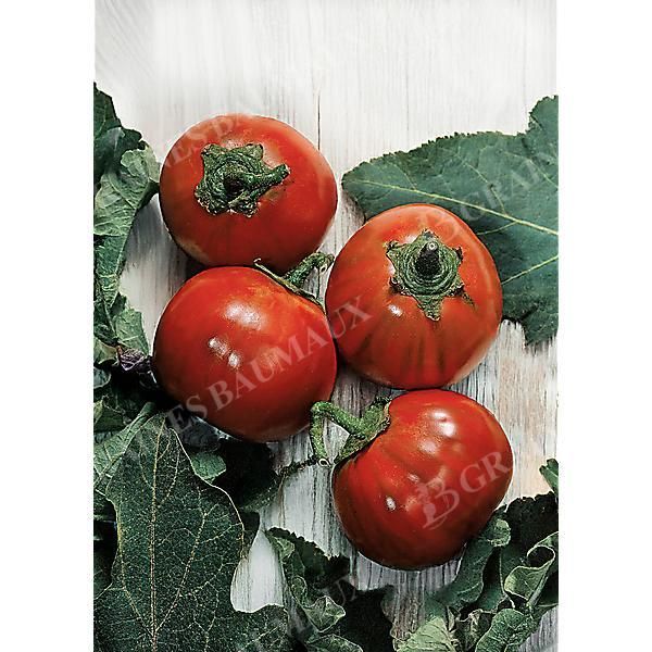 AUBERGINE TURQUE ORANGE