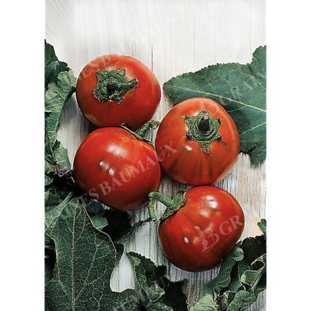 AUBERGINE TURQUE ORANGE