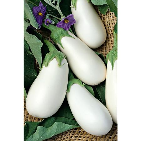 AUBERGINE F1 CLARA