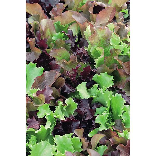 JEUNES FEUILLES MIX