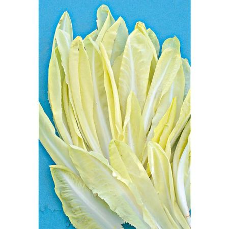 CHICORÉE sauvage BARBE de CAPUCIN