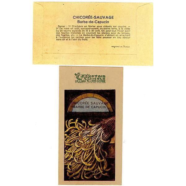 CHICORÉE sauvage BARBE de CAPUCIN