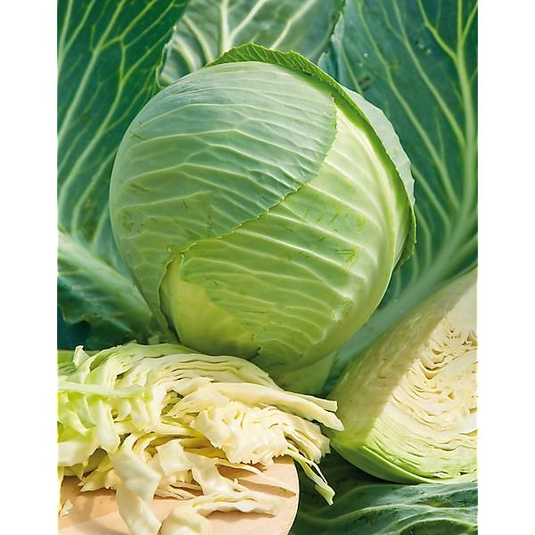 CHOU cabus F1 KILASTOR