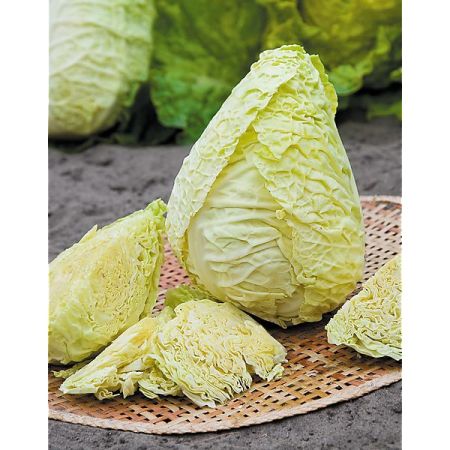 CHOU cabus BLOEMENDAALSE GELE
