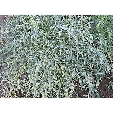 CHOU-BROCOLI MINESTRA NERA RICCIA