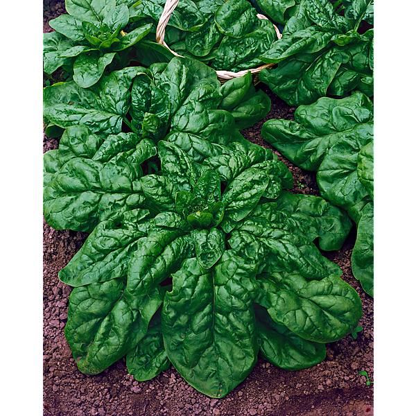 ÉPINARD MATADOR ou VIKING Bio