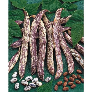 HARICOT nain MERVEILLE de PIEMONTE