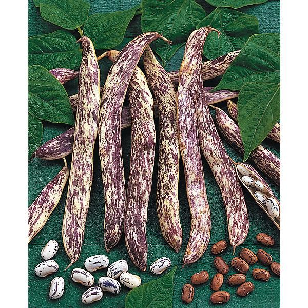 HARICOT nain MERVEILLE de PIEMONTE
