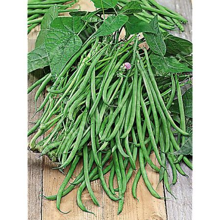 HARICOT nain mangetout MAGDA