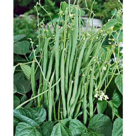 HARICOT nain mangetout SANSOUCY