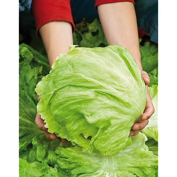 LAITUE batavia VANGUARD 75