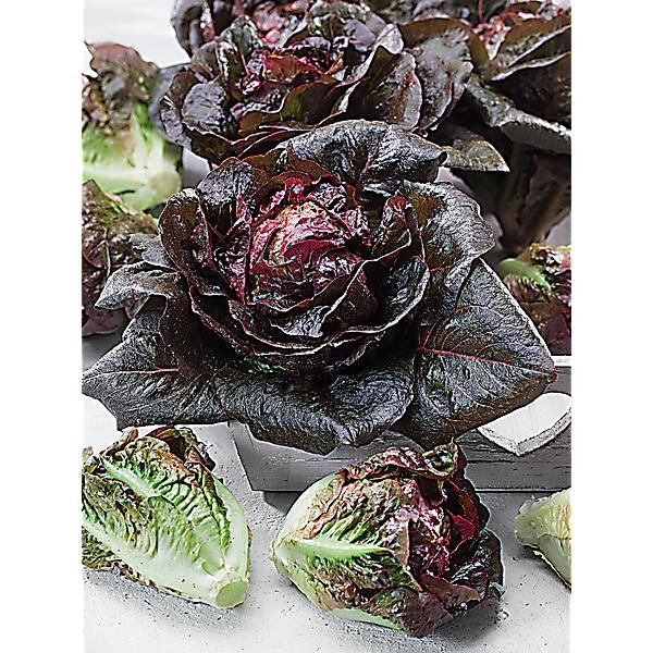 LAITUE romaine INTRED