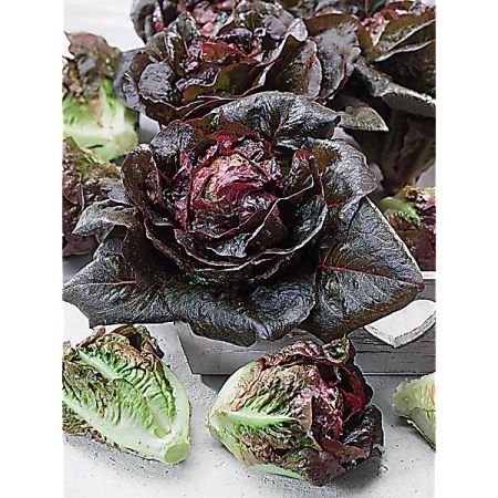 LAITUE romaine INTRED