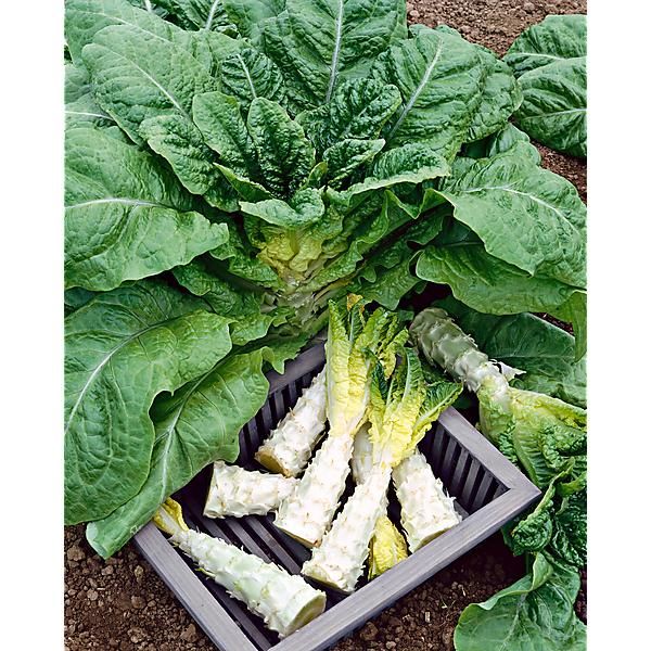 LAITUE romaine CELTUCE dite asperge SENYOHACU