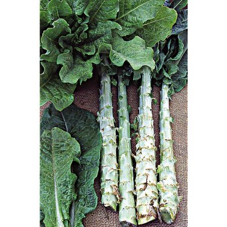 LAITUE romaine CELTUCE dite asperge SENYOHACU