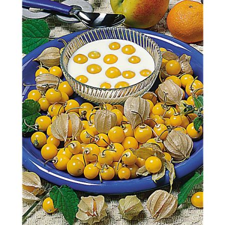 GRAINES de PHYSALIS