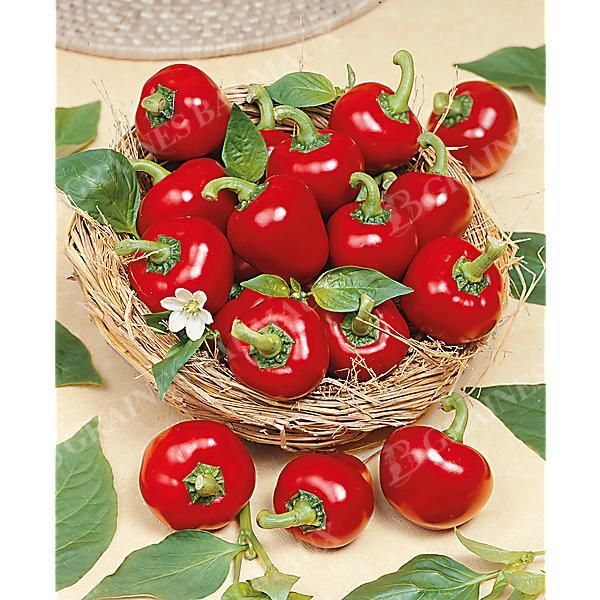 PIMENT JUANITA (c. baccatum)