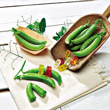 GRAINES de POIS