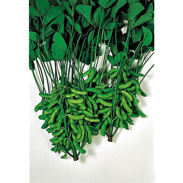 SOJA POTAGER ou EDAMAME DAME JUNKO obtention...