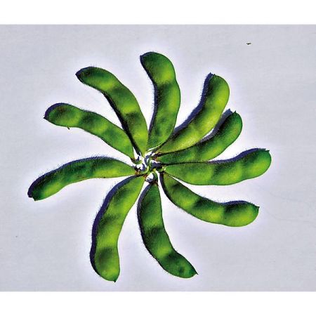 SOJA POTAGER ou EDAMAME DAME JUNKO obtention SAKATA®
