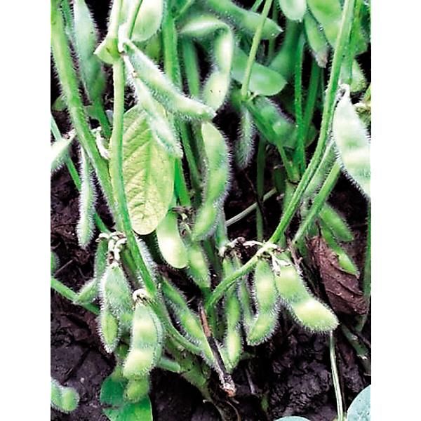 SOJA POTAGER ou EDAMAME DAME JUNKO obtention...