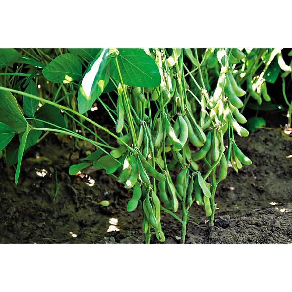 SOJA POTAGER ou EDAMAME DAME JUNKO obtention...