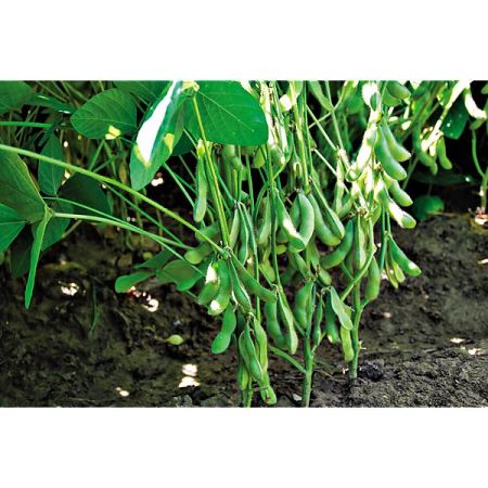 SOJA POTAGER ou EDAMAME DAME JUNKO obtention SAKATA®
