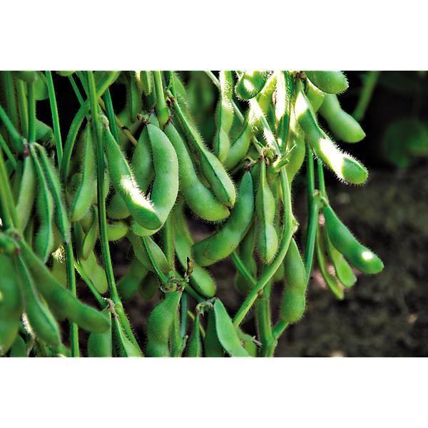 SOJA POTAGER ou EDAMAME DAME JUNKO obtention...