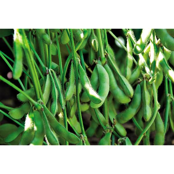 SOJA POTAGER ou EDAMAME DAME JUNKO obtention...