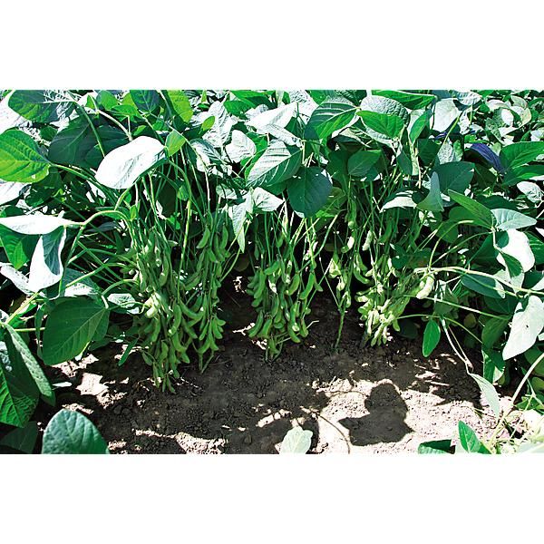 SOJA POTAGER ou EDAMAME DAME JUNKO obtention...
