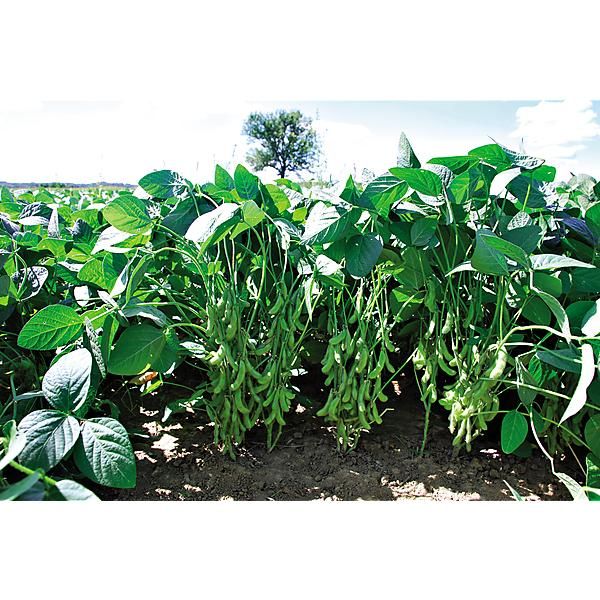 SOJA POTAGER ou EDAMAME DAME JUNKO obtention...