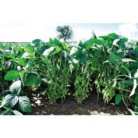 SOJA POTAGER ou EDAMAME DAME JUNKO obtention SAKATA®