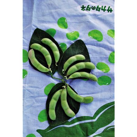 SOJA POTAGER ou EDAMAME DAME JUNKO obtention SAKATA®