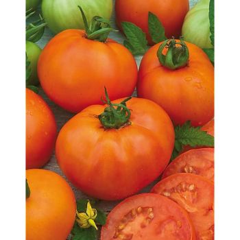TOMATE BACOVIA
