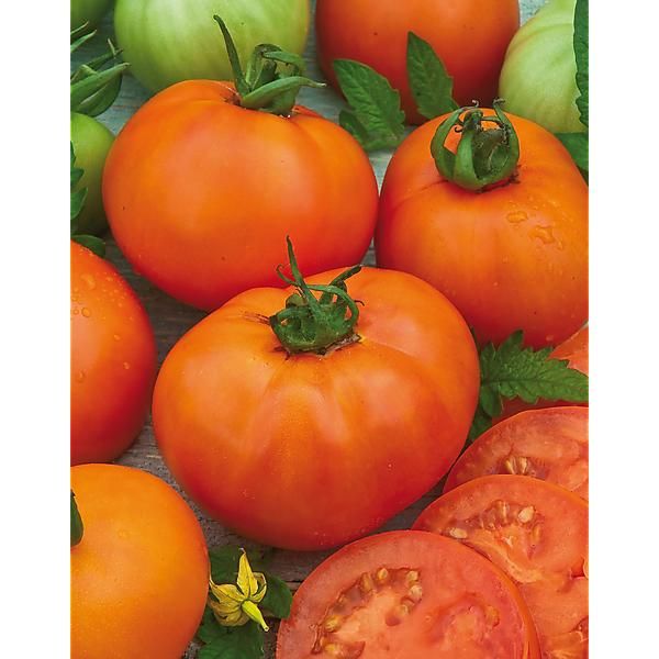 TOMATE BACOVIA