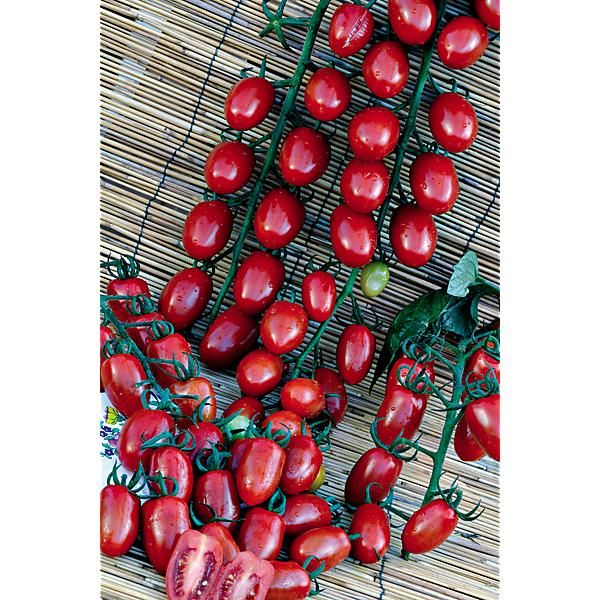 TOMATE F1 SORBETTO