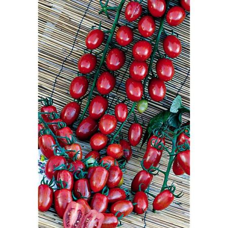 TOMATE F1 SORBETTO
