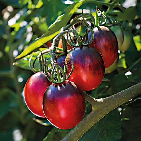 TOMATE F1 BLACK MOON