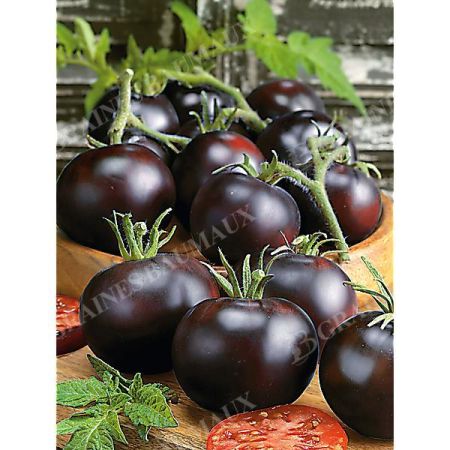 TOMATE BLACKBALL